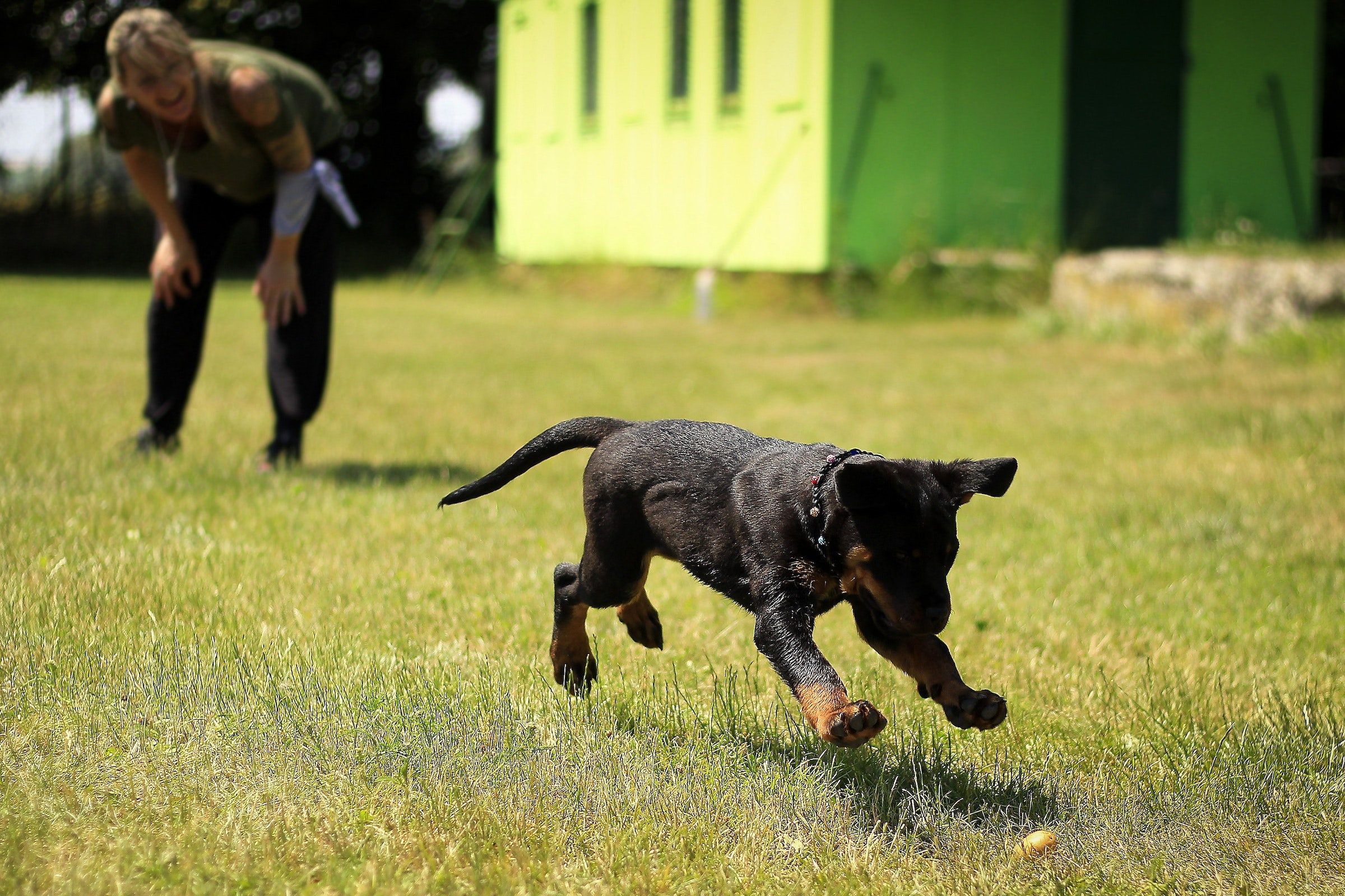a Rottweiler puppy runs in the grass as a trainer encourages them in the background