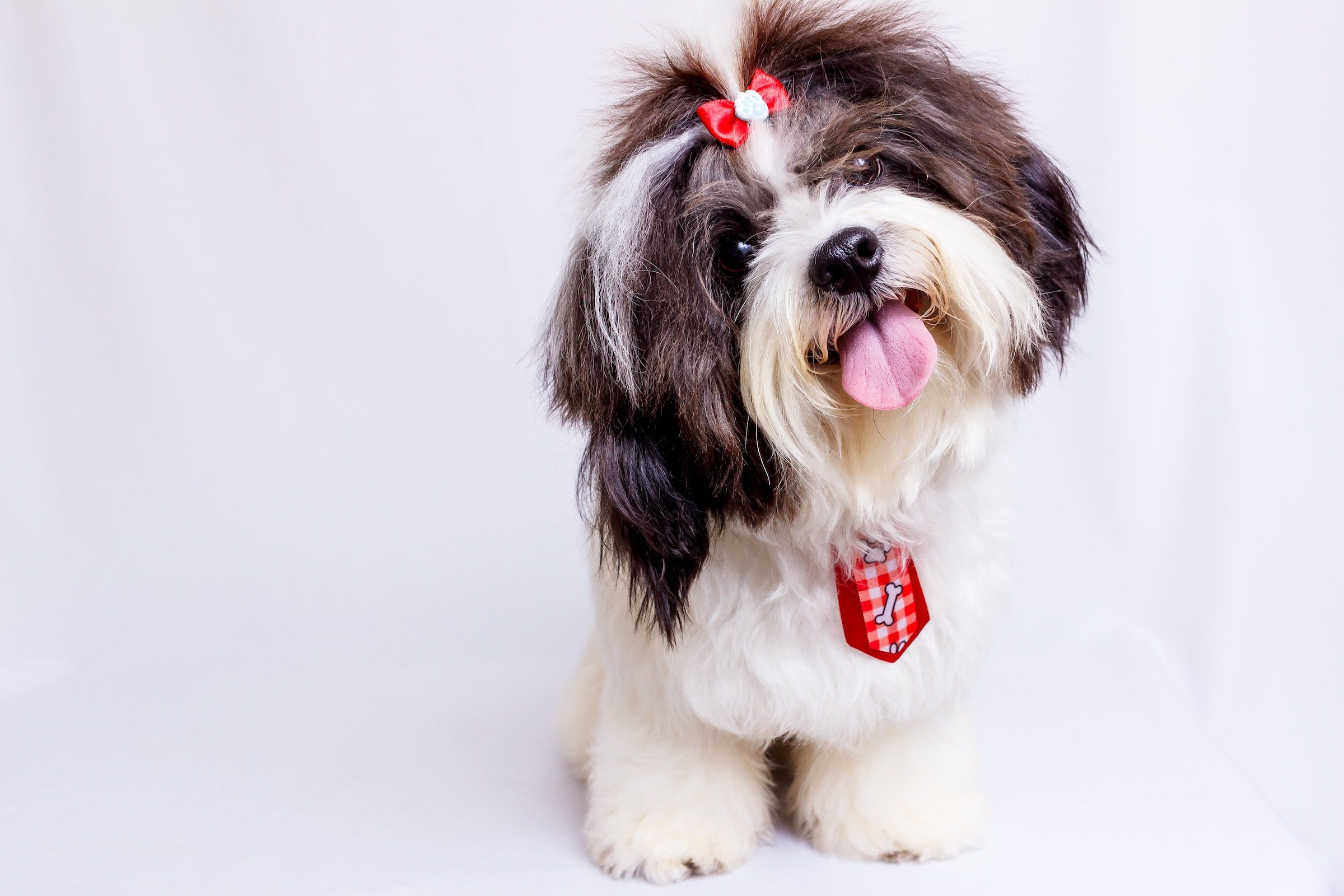 A black and white Shih Tzu wearing a red bow and tie sticks out their tongue