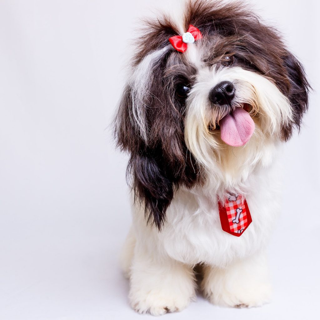 A black and white Shih Tzu wearing a red bow and tie sticks out their tongue