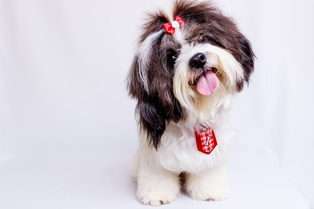 A black and white Shih Tzu wearing a red bow and tie sticks out their tongue