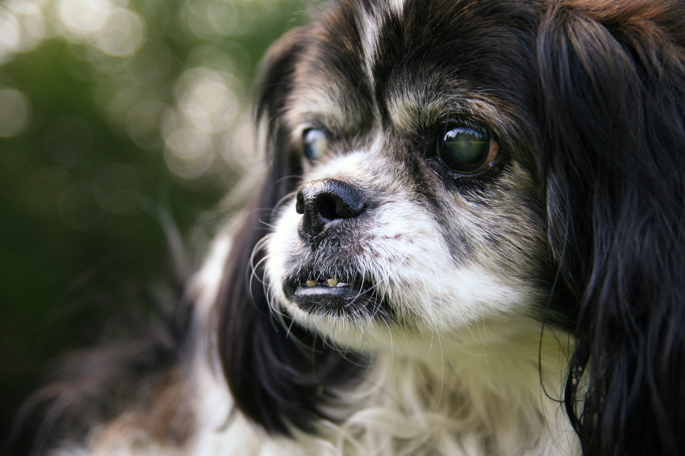 a senior black and white shih tzu with glassy eyes and an underbite looks off to the side