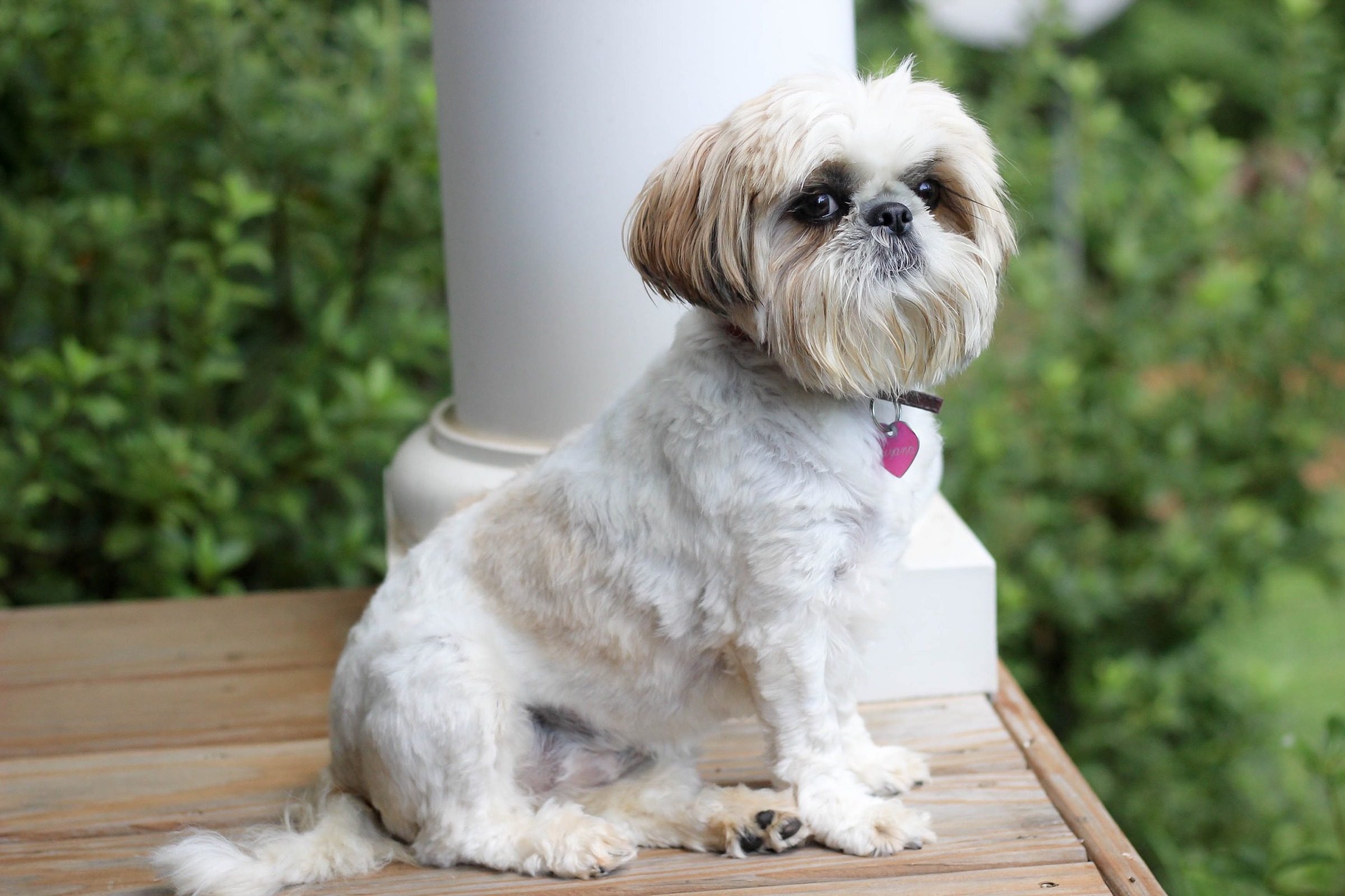 a white shih tzu sits on a porch and looks at the camera