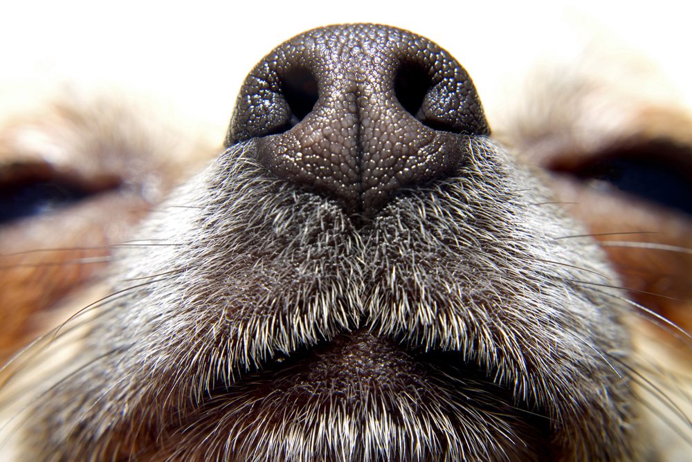 chihuahua dog nose up close