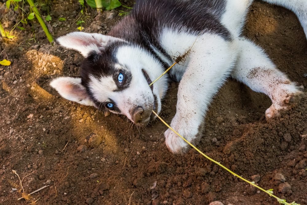 husky puppy in the dirt