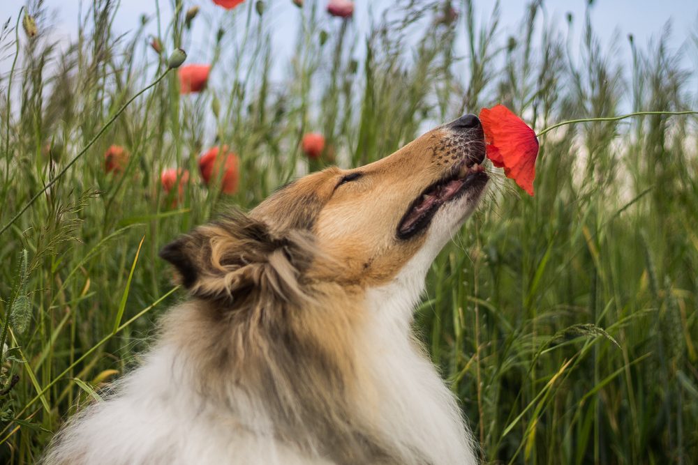collie sniffing red flower