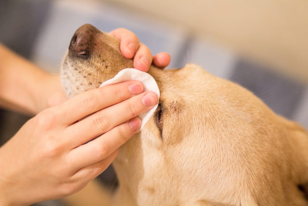 dog getting face cleaned