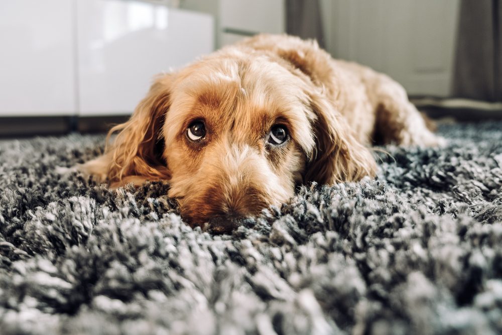 cute gold puppy on gray rug