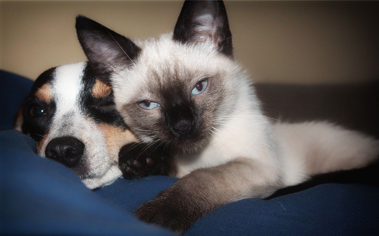 A siamese kitten snuggling a tricolor puppy.