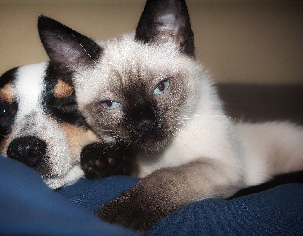 A Siamese kitten snuggling a tricolor puppy