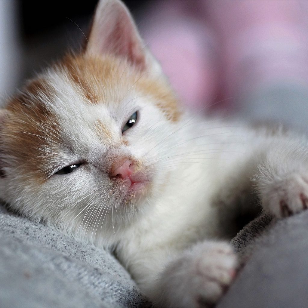 Sleepy brown and white kitten lying down
