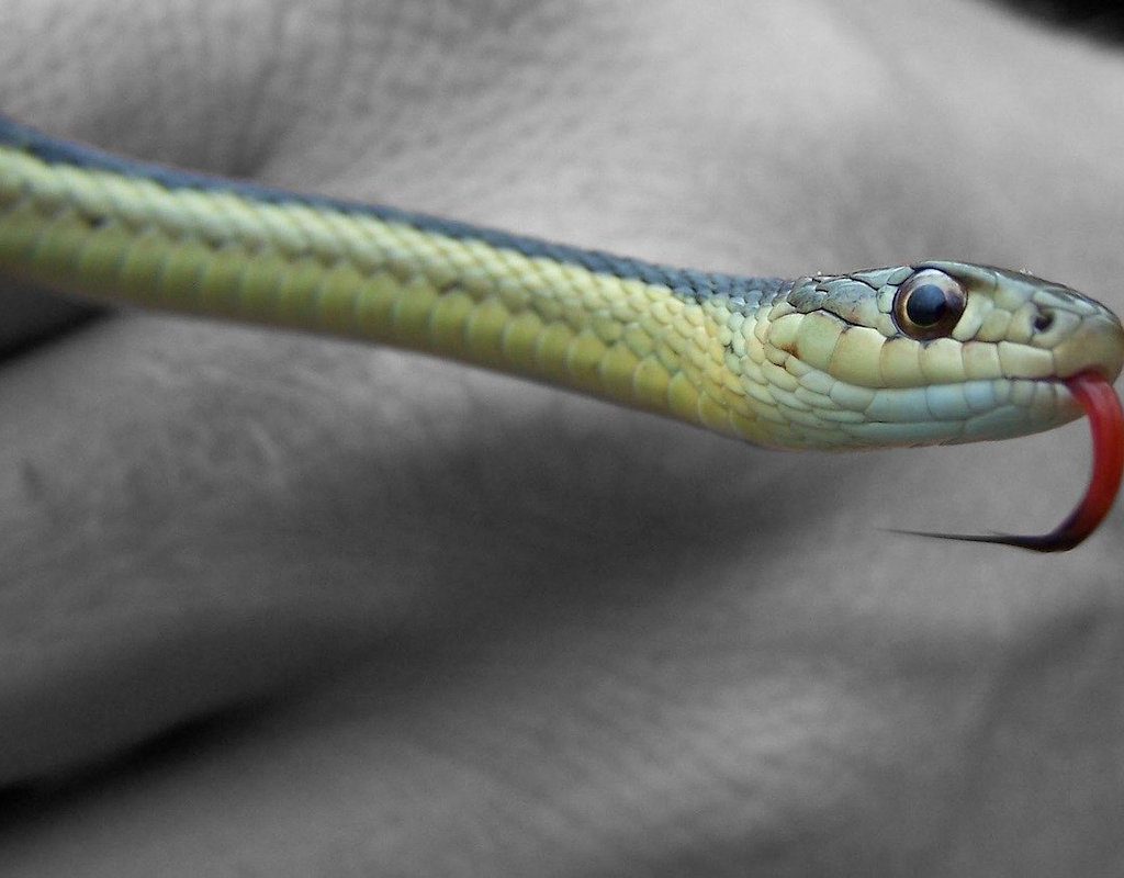 Hand holds snake sticking out its tongue