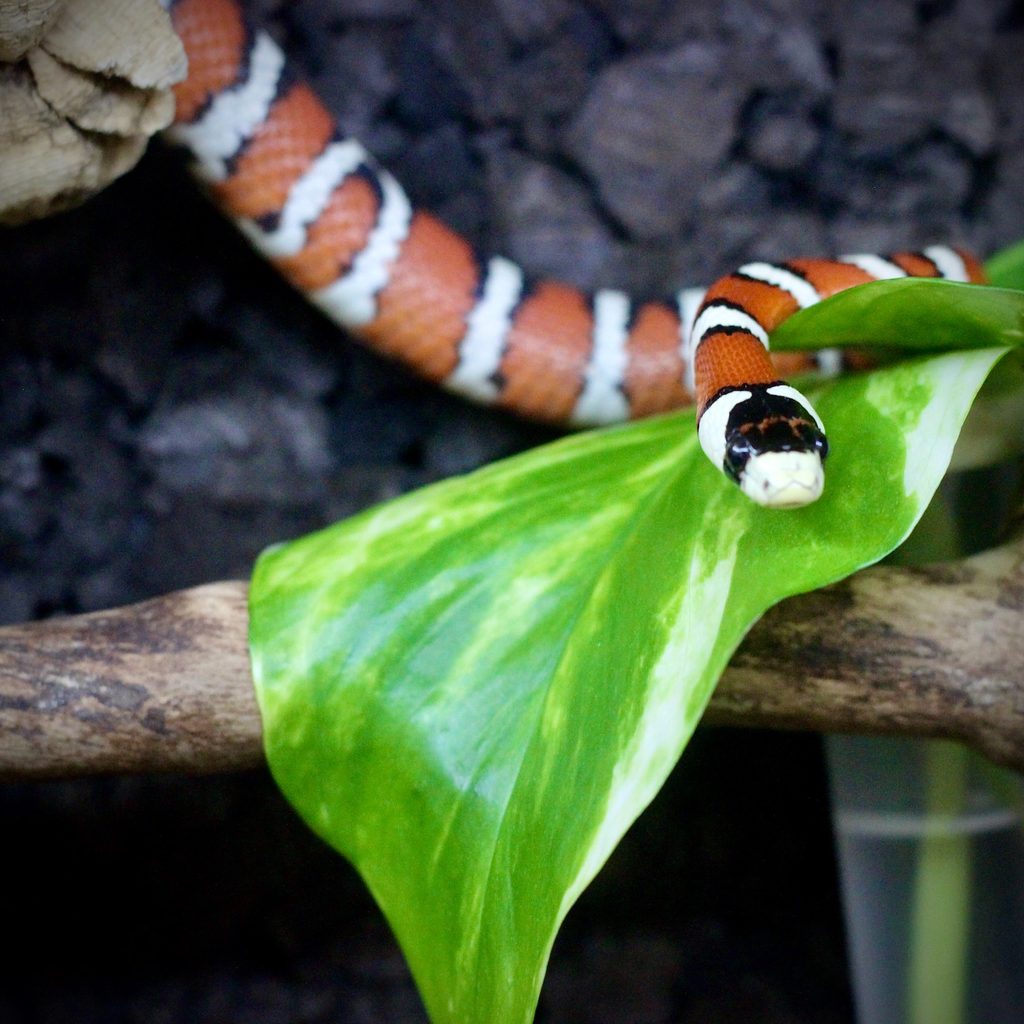 Snake sits on a branch in terrarium