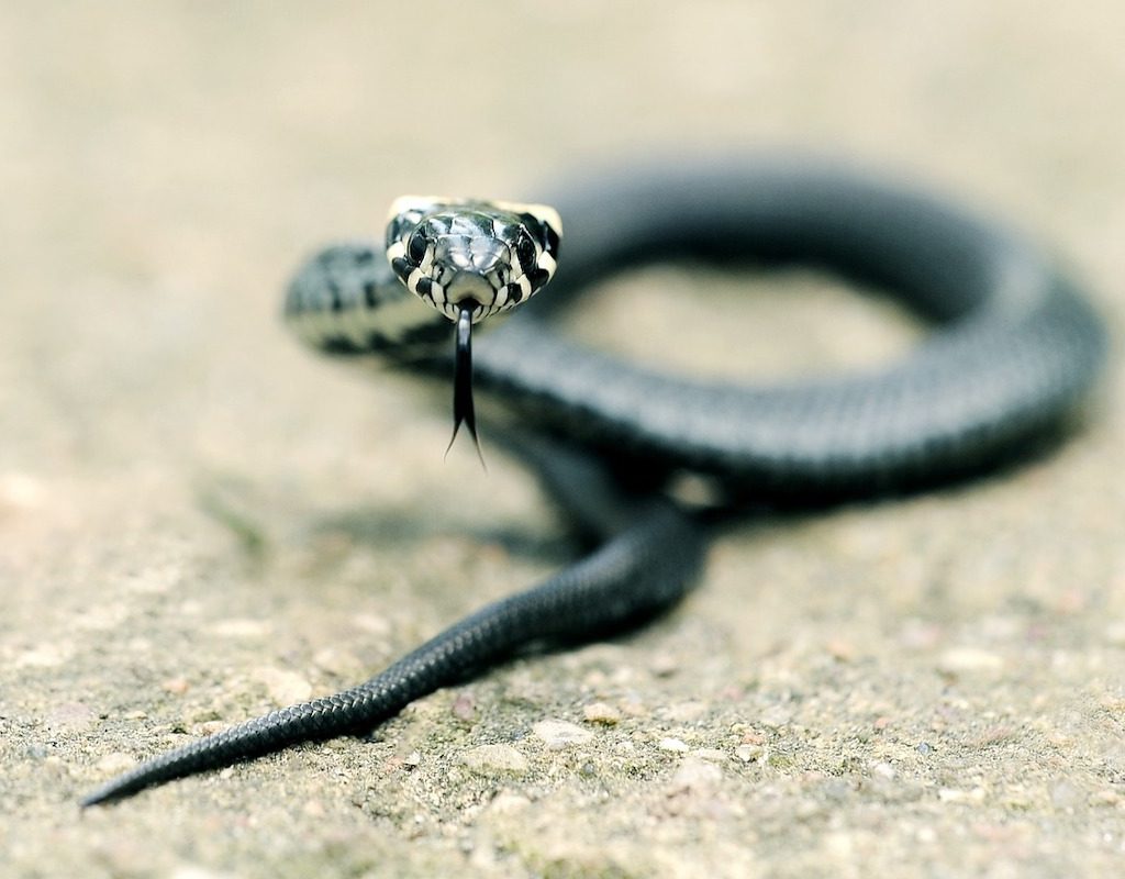 Snake sticks out tongue in gravel