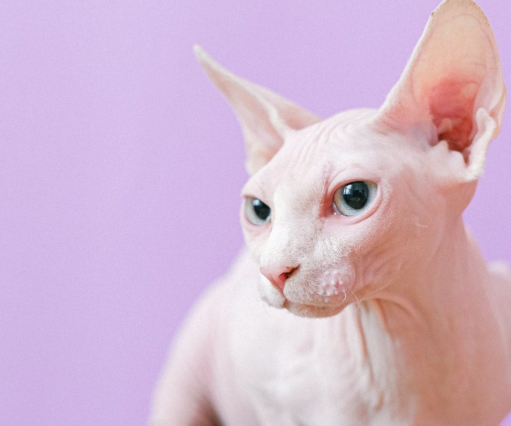 A Sphynx cat on a lilac background.
