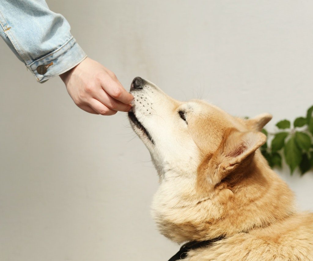 A tan and white dog being fed a treat.