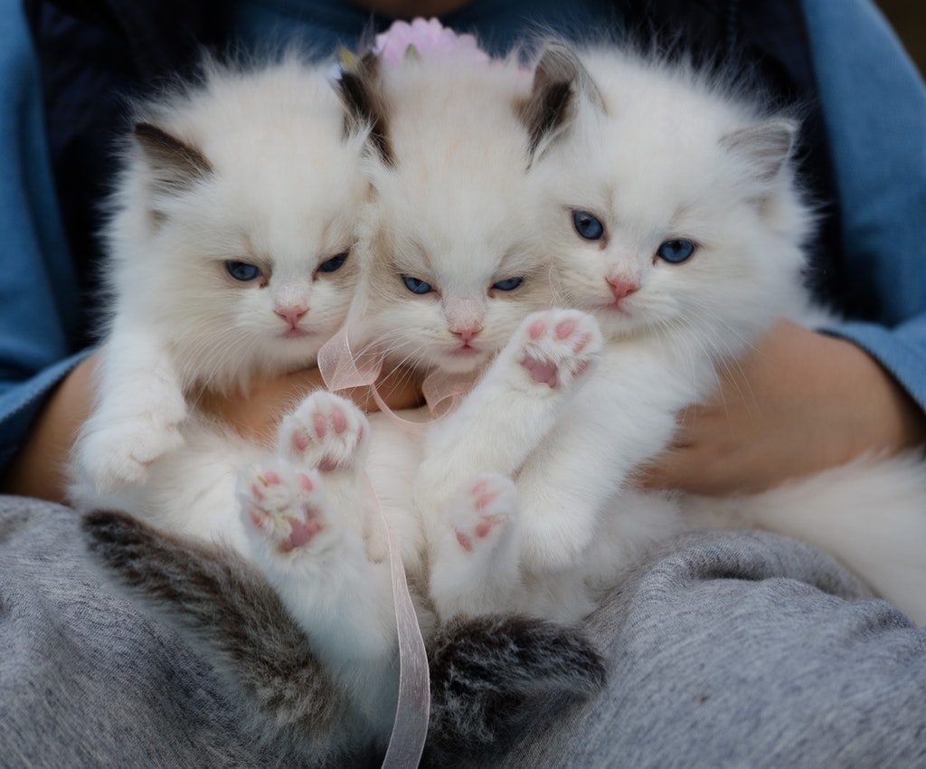 A person holding three blue-eyed, white cats on their lap.
