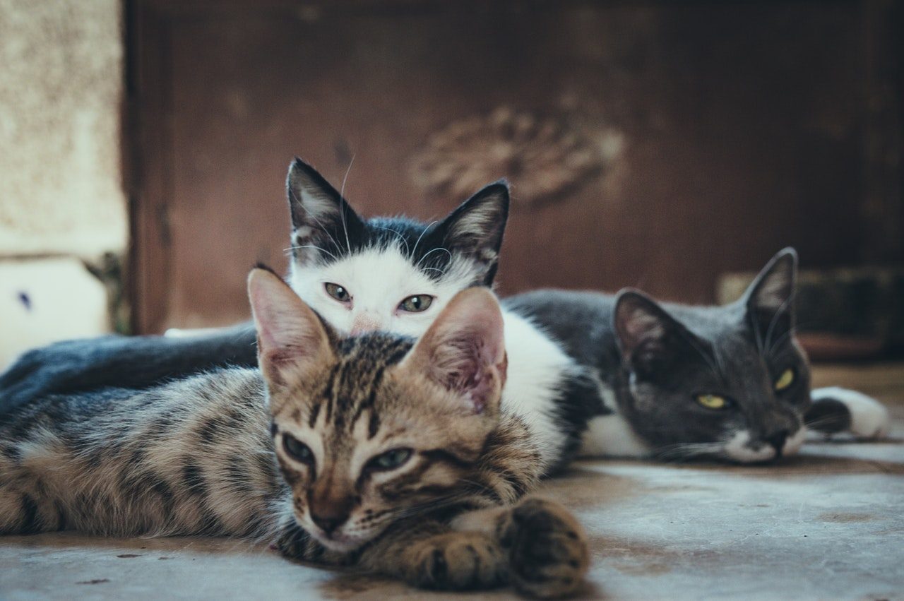 Three kittens napping on the floor.
