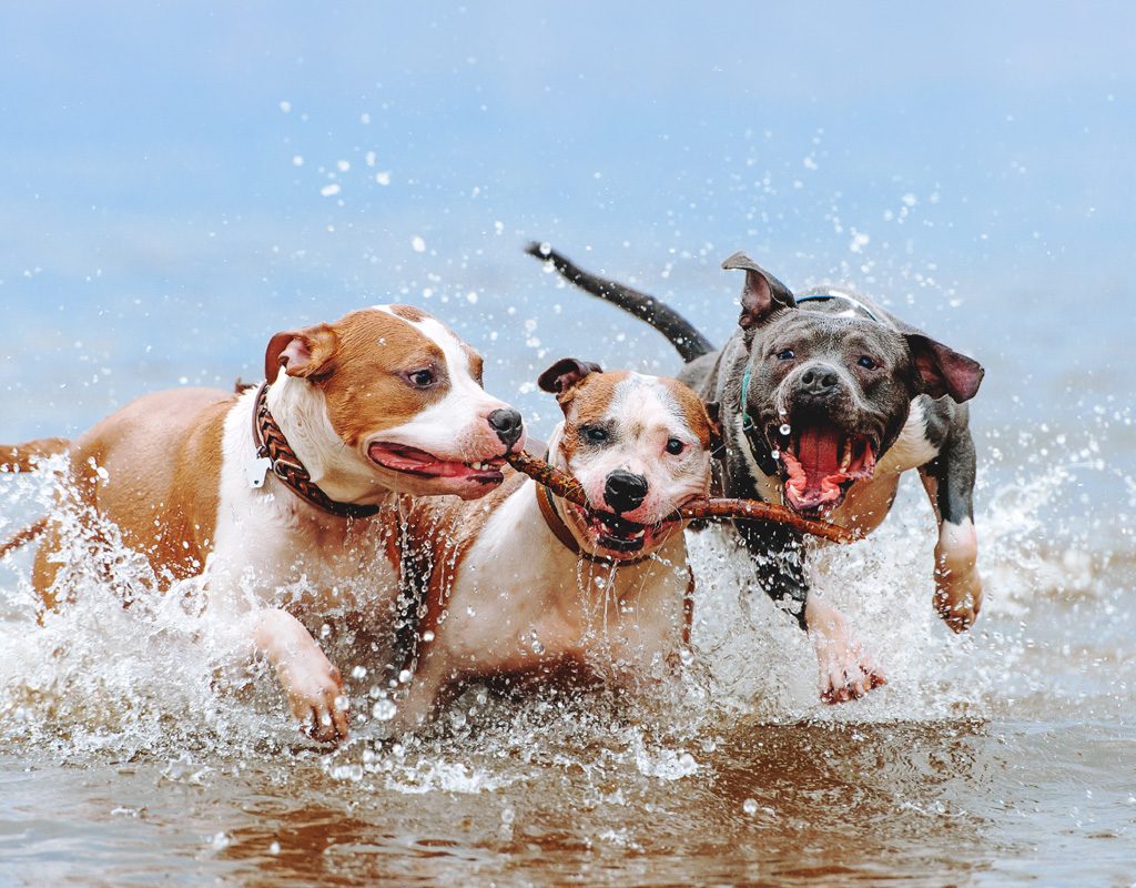 Three dogs playing in the water.