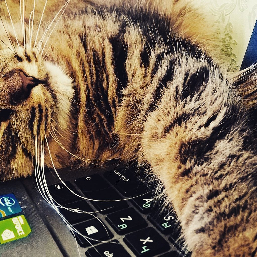 Tiger cat lying on a laptop