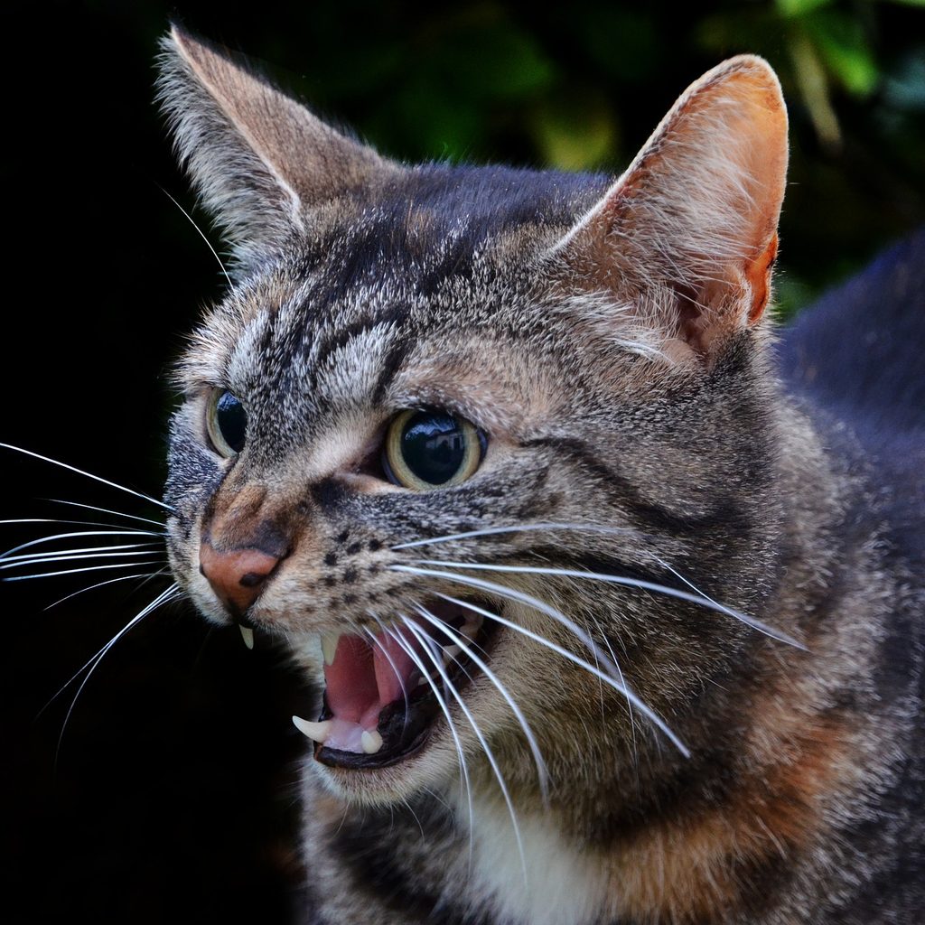 Tiger cat outdoors hissing