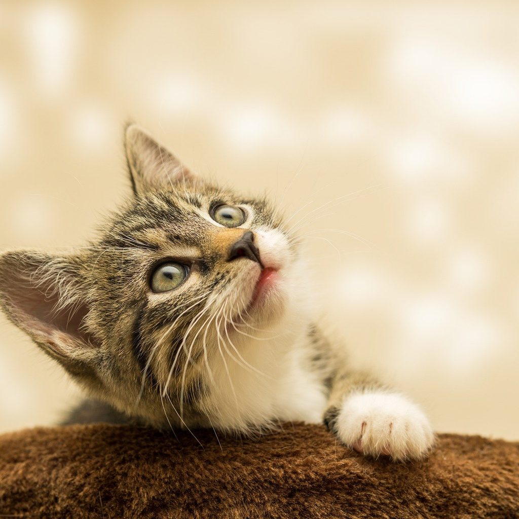 Tiger kitten laying on a blanket, looking upward