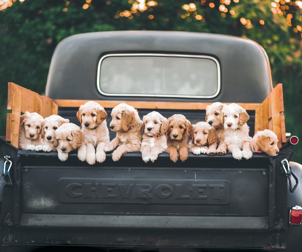 A truck bed full of Golden Retriever puppies.