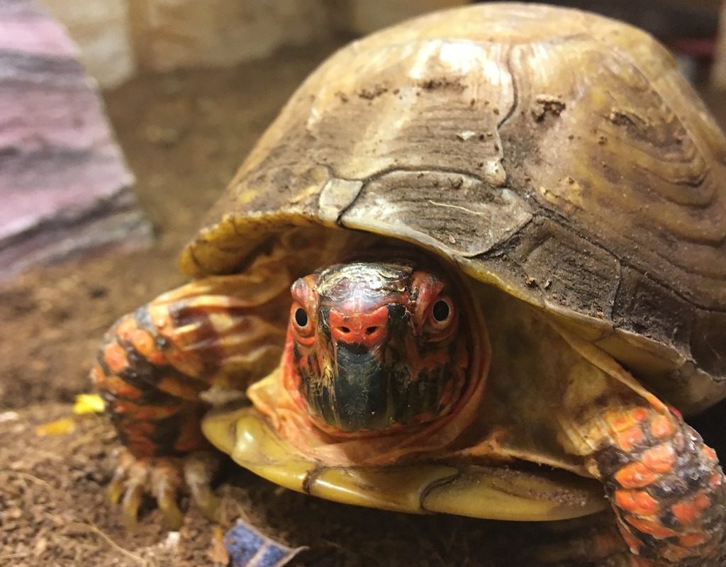 Turtle looks quizzically at the camera