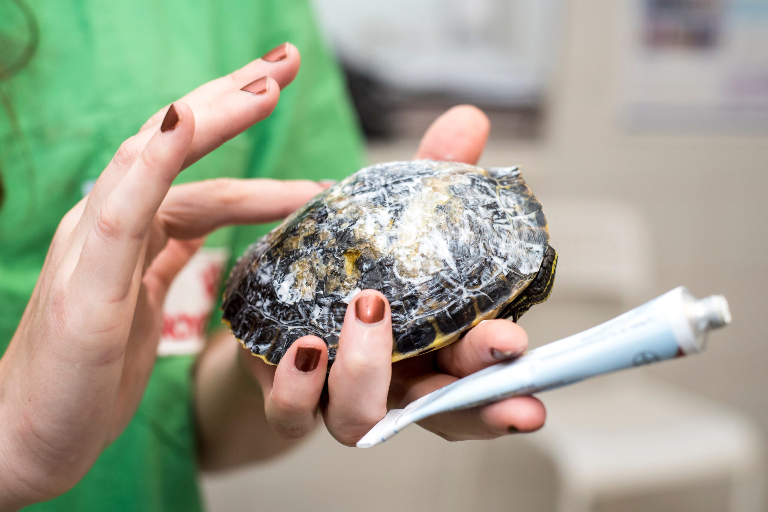 A vet spreads ointment on a sick turtle's shell