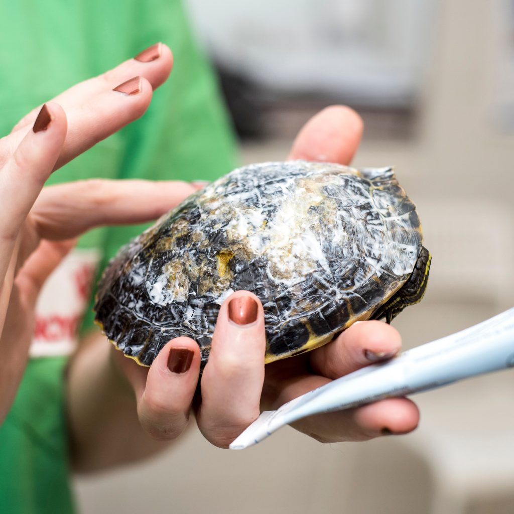 A vet spreads ointment on a sick turtle's shell