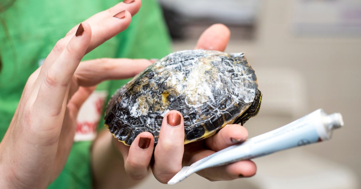 Turtle Puking These Are The Signs That Your Turtle Is Sick | PawTracks