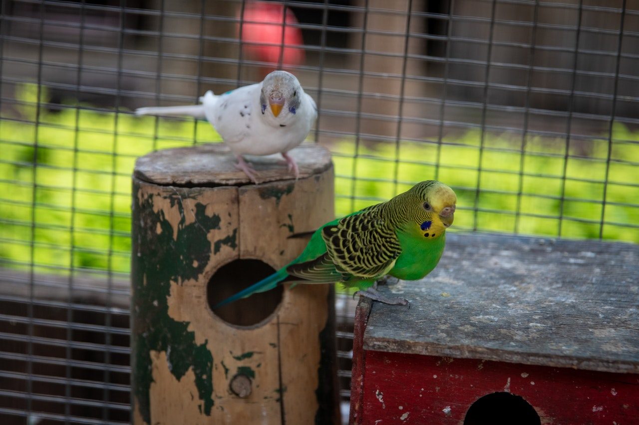 Two budgies in a cage.