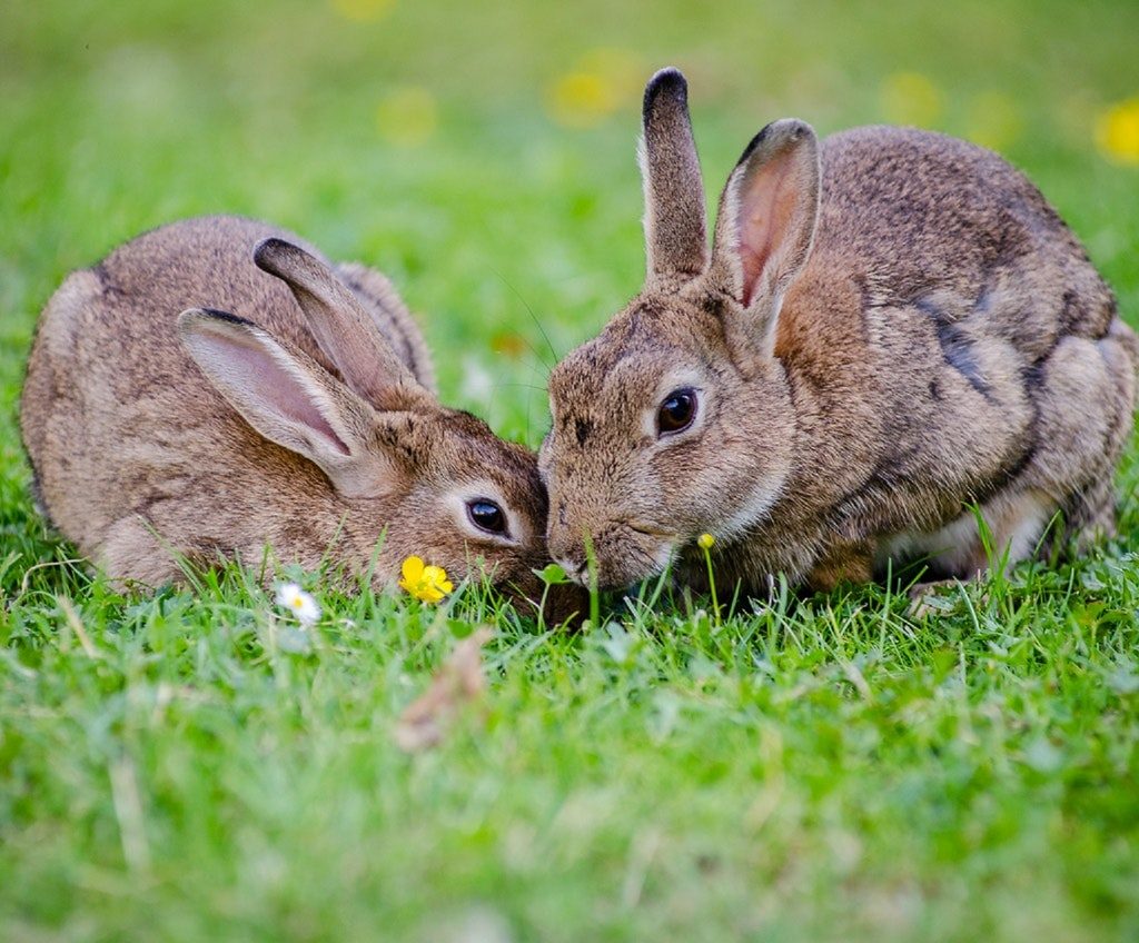 Two brown rabbits eating grass.
