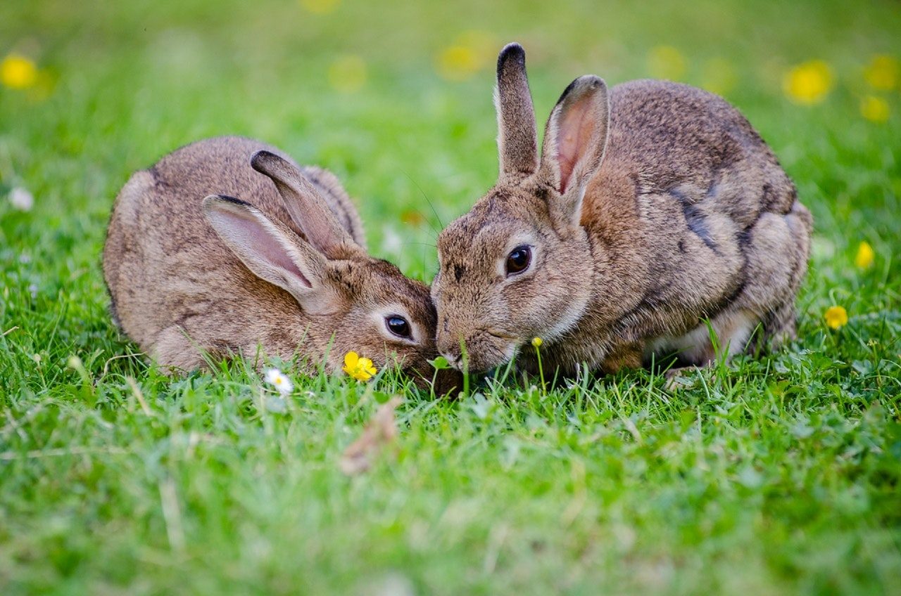 Two brown rabbits eating grass.