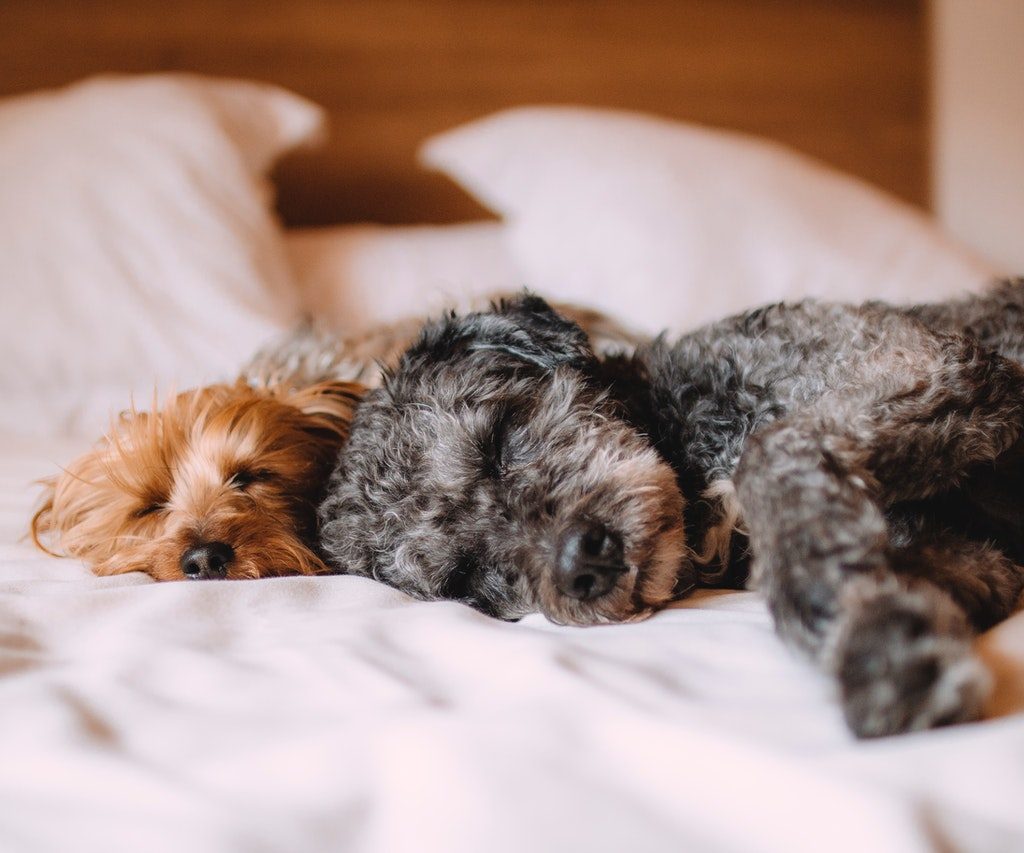 A tan dog cuddling a gray dog in bed.