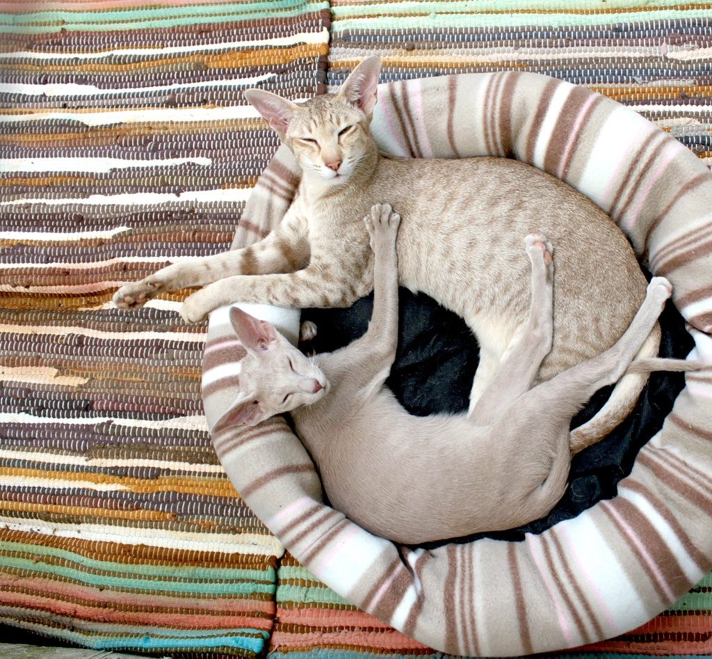 Two Oriental Shorthair cats snuggling in a bed.