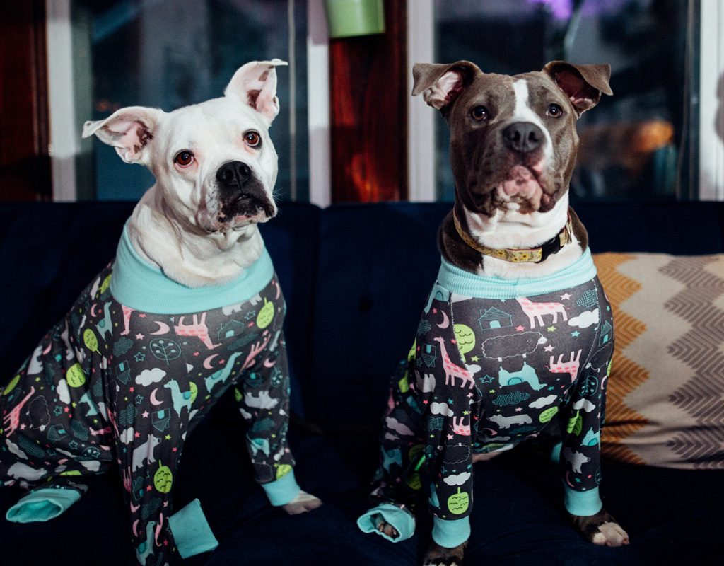 Two pit bull dogs dressed in pajamas.
