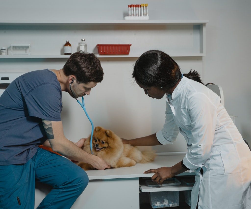 Two veterinarians examining a tan Pomeranian.