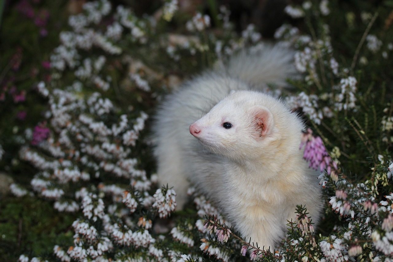 A white ferret in a field of flowers.