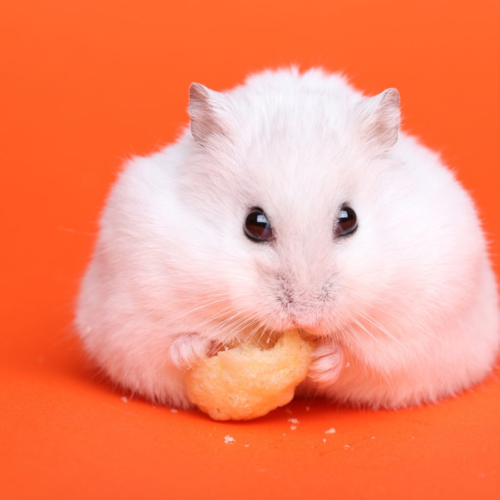 White hamster has a snack