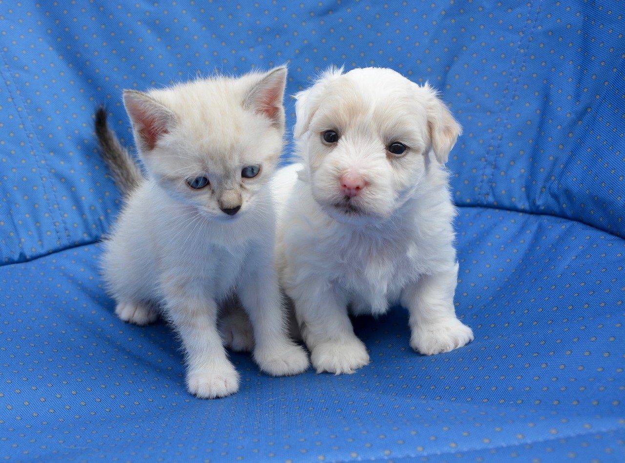 A white kitten sitting on a blue chair with a white puppy.