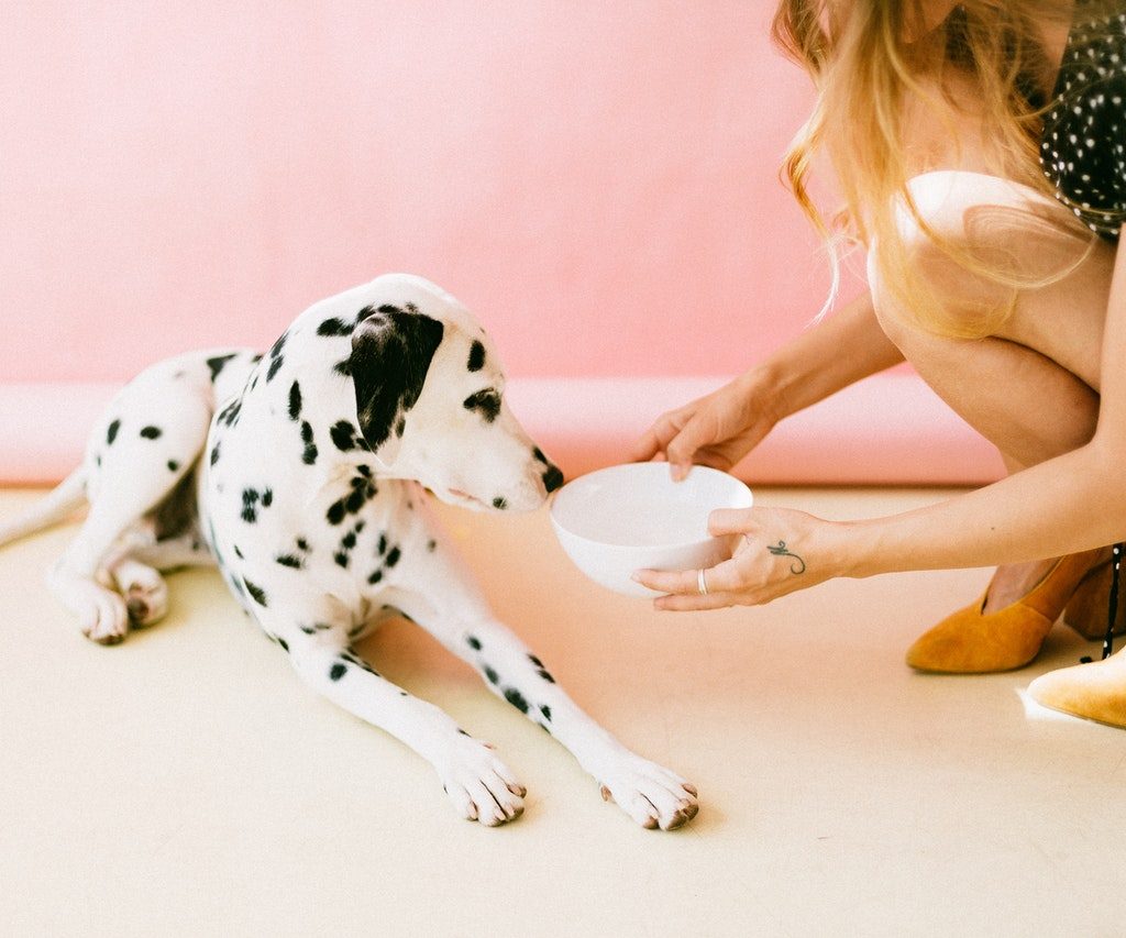 A woman in a black and white polka dot dress giving water to a Dalmatian.