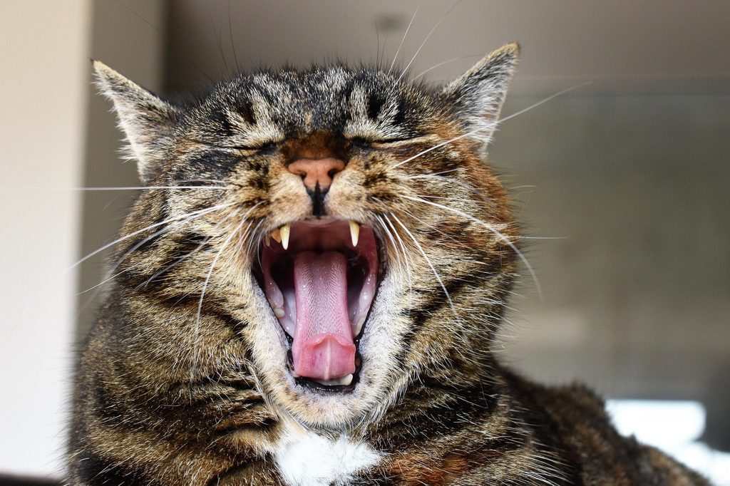 Yawning tiger cat showing off his teeth