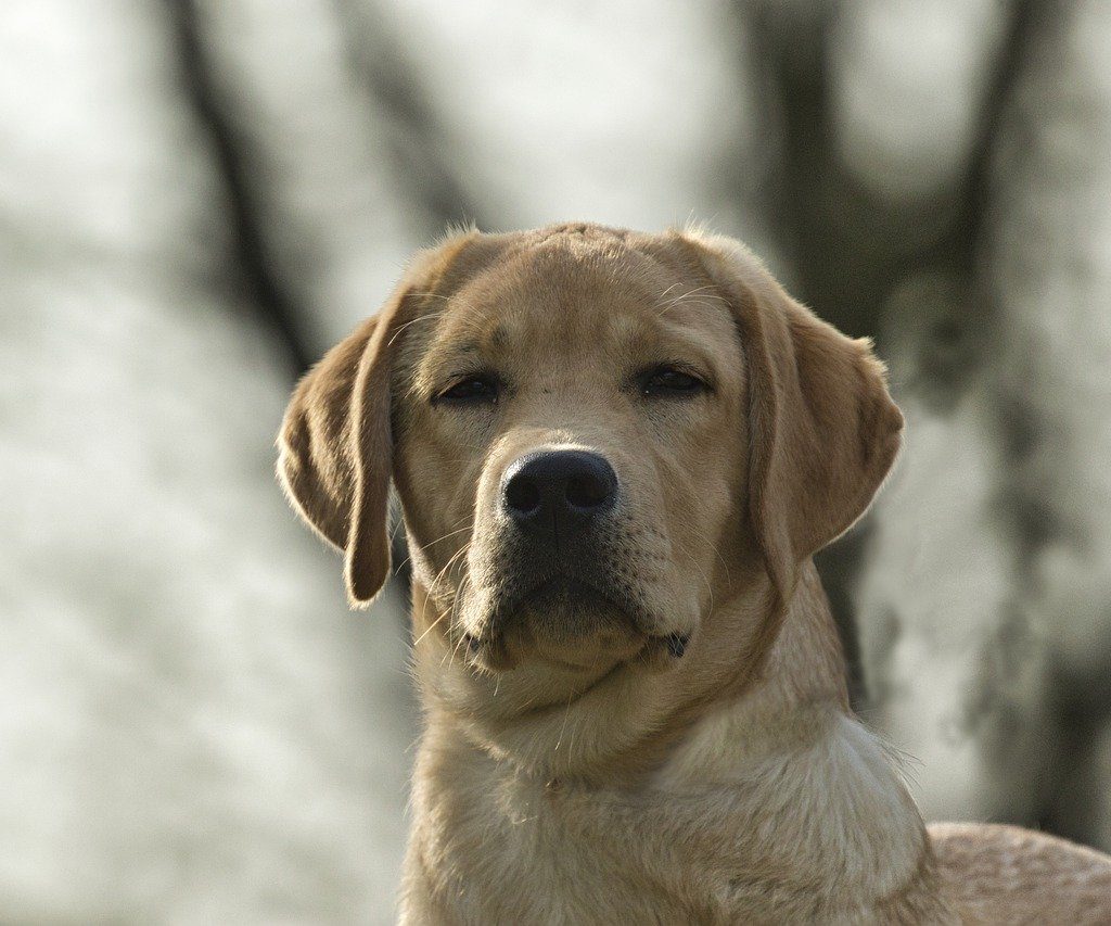 A yellow Labrador Retriever staring at the camera.