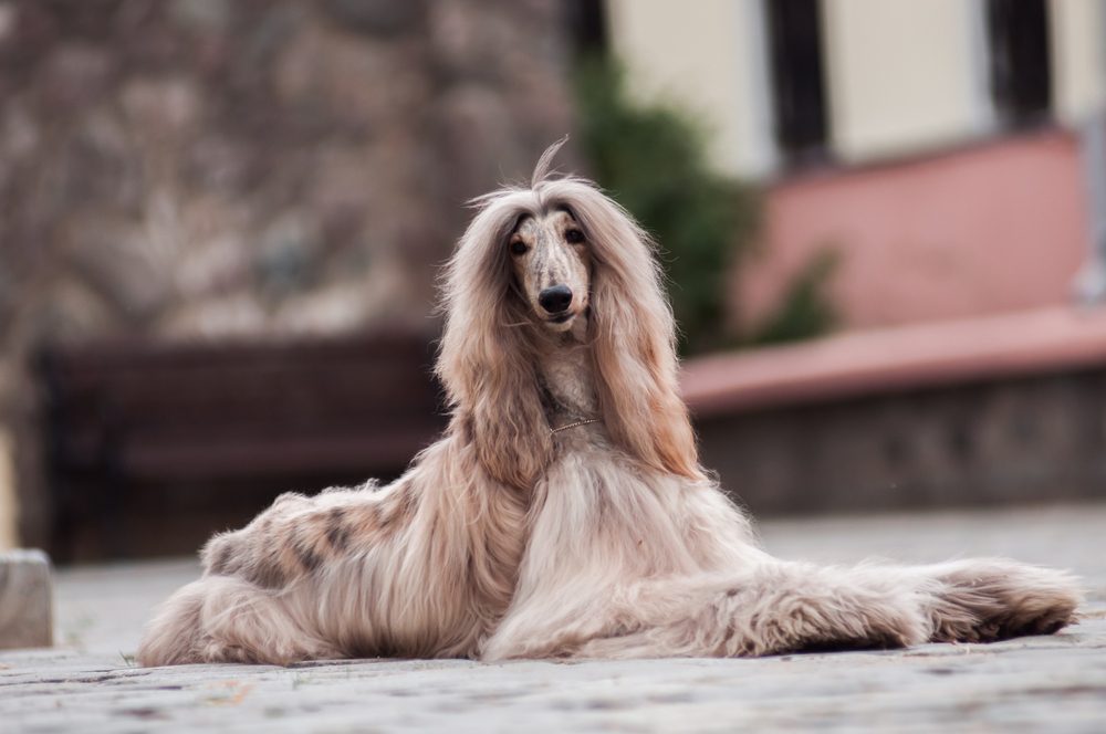 An Afghan hound lying on stones flooring.