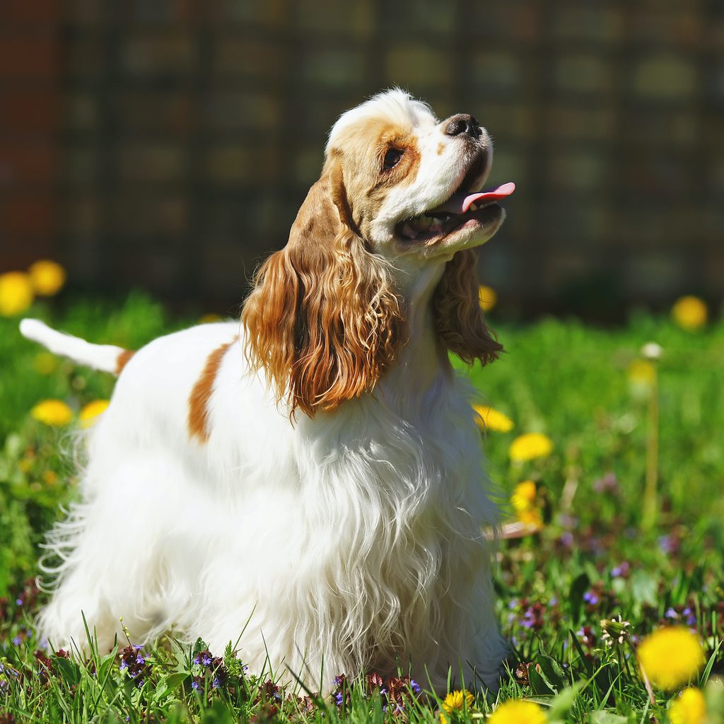 a white and brown cocker spaniel stands, tongue out, in the grass in the sunshine