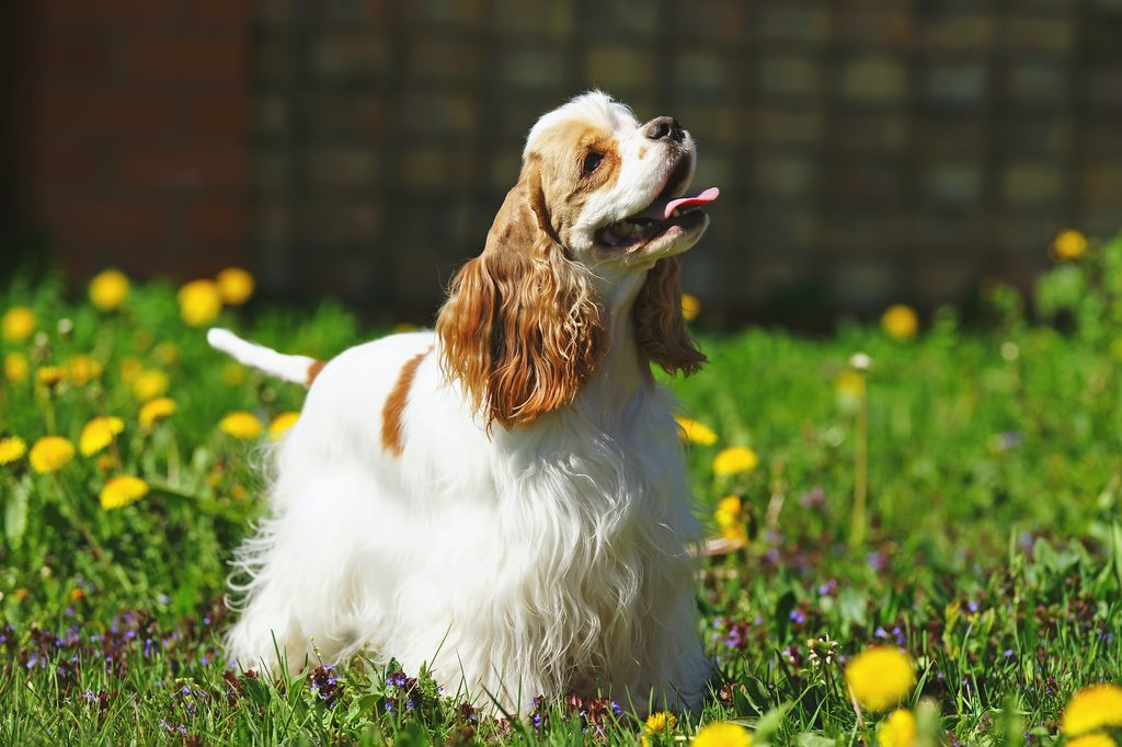 a white and brown cocker spaniel stands, tongue out, in the grass in the sunshine