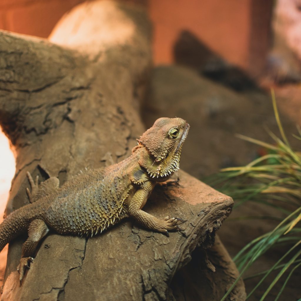 Bearded dragon sits on a log in his tank
