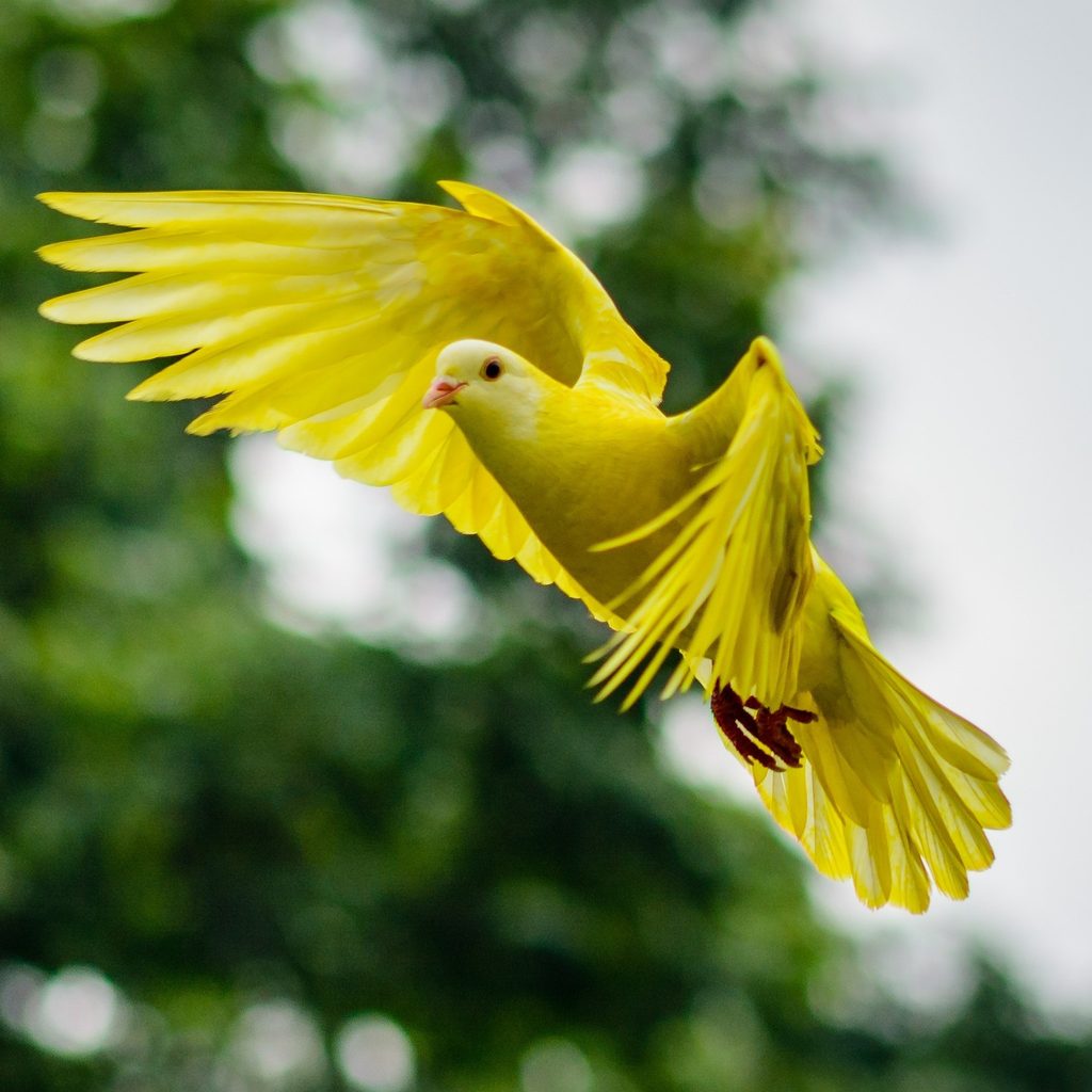 Yellow bird flies off toward trees