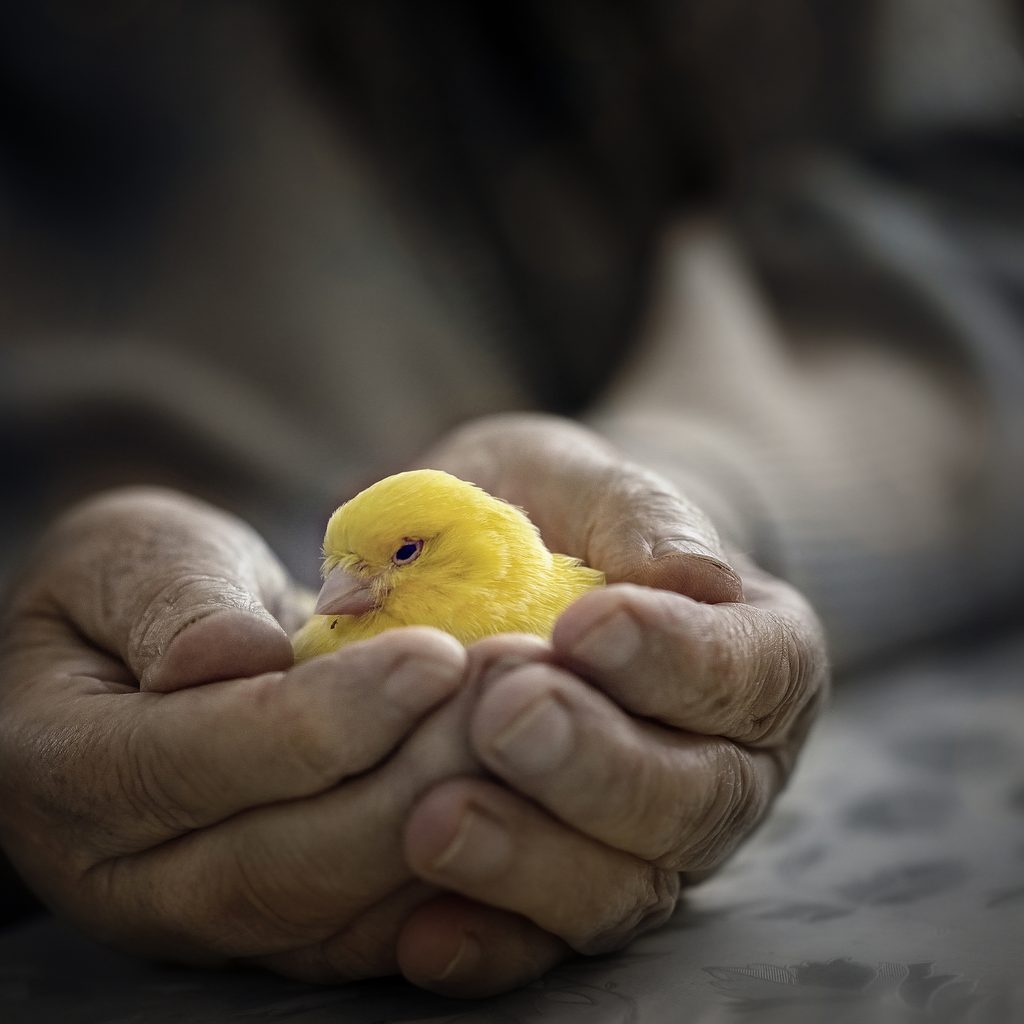 Bird being cupped in hands