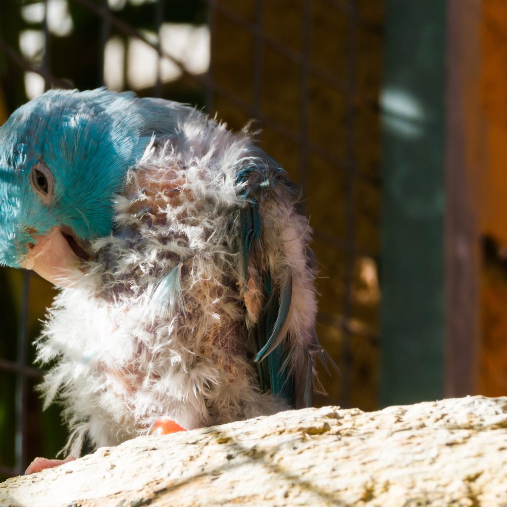 Bird with mites pecking at skin